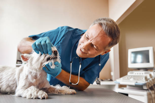 Best Emergency Care for Gum Disease in Highlands, NJ